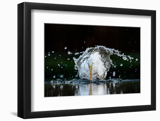 Great white egret fishing in a shallow pond, The Netherlands-David Pattyn-Framed Photographic Print