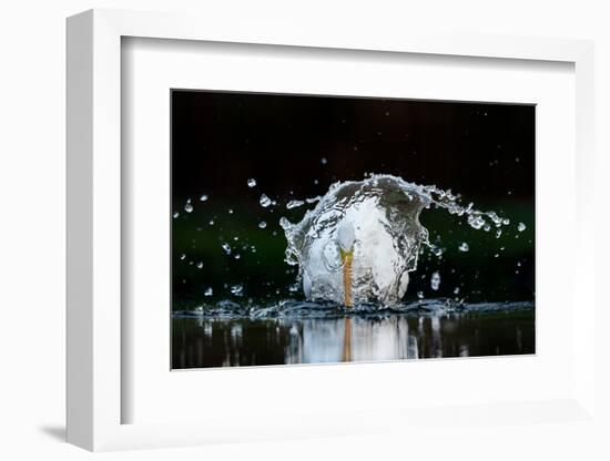 Great white egret fishing in a shallow pond, The Netherlands-David Pattyn-Framed Photographic Print