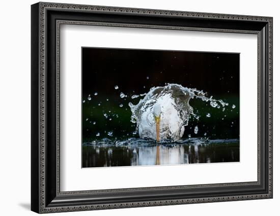 Great white egret fishing in a shallow pond, The Netherlands-David Pattyn-Framed Photographic Print