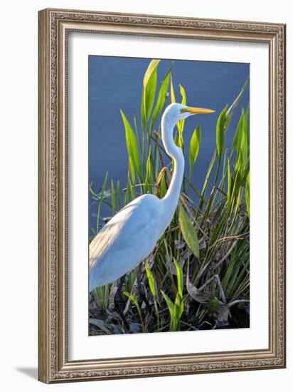 Great White Egret, Florida, USA-Lisa Engelbrecht-Framed Photographic Print