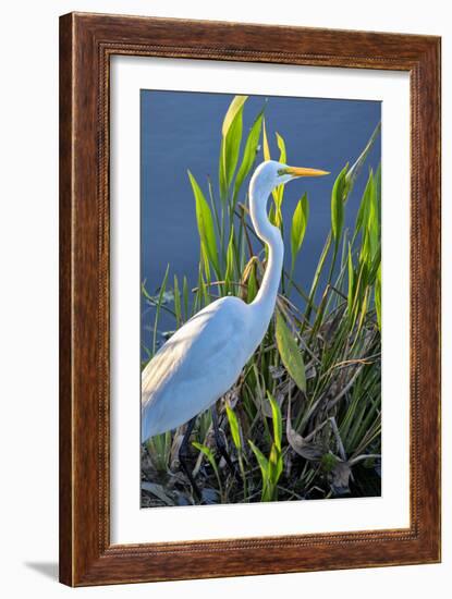 Great White Egret, Florida, USA-Lisa Engelbrecht-Framed Photographic Print