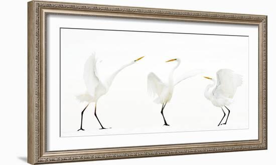 Great white egret group of three in winter, Kiskunsag National Park, Hungary-Bence Mate-Framed Photographic Print