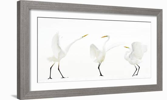 Great white egret group of three in winter, Kiskunsag National Park, Hungary-Bence Mate-Framed Photographic Print