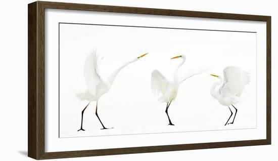 Great white egret group of three in winter, Kiskunsag National Park, Hungary-Bence Mate-Framed Photographic Print