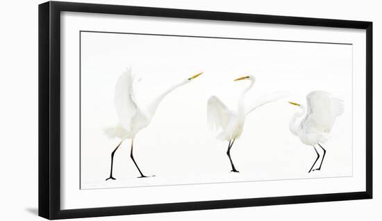 Great white egret group of three in winter, Kiskunsag National Park, Hungary-Bence Mate-Framed Photographic Print