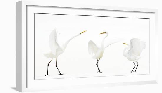 Great white egret group of three in winter, Kiskunsag National Park, Hungary-Bence Mate-Framed Photographic Print