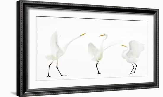 Great white egret group of three in winter, Kiskunsag National Park, Hungary-Bence Mate-Framed Photographic Print