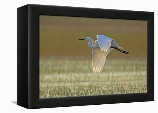 Great White Egret in Flight over Water Meadow-null-Framed Premier Image Canvas