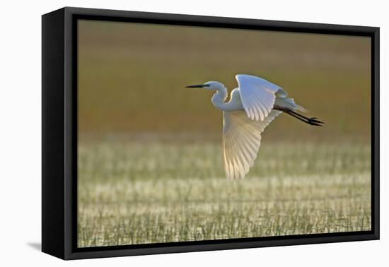 Great White Egret in Flight over Water Meadow-null-Framed Premier Image Canvas