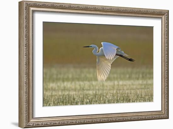 Great White Egret in Flight over Water Meadow-null-Framed Photographic Print