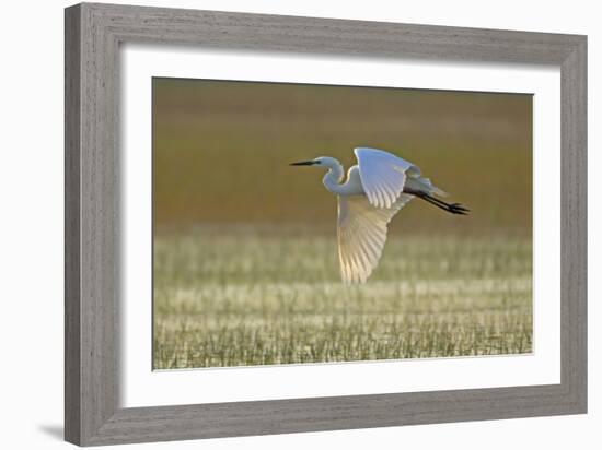 Great White Egret in Flight over Water Meadow-null-Framed Photographic Print