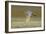 Great White Egret in Flight over Water Meadow-null-Framed Photographic Print