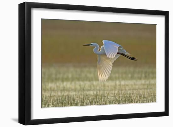 Great White Egret in Flight over Water Meadow-null-Framed Photographic Print