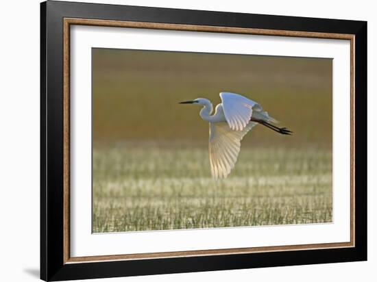 Great White Egret in Flight over Water Meadow-null-Framed Photographic Print