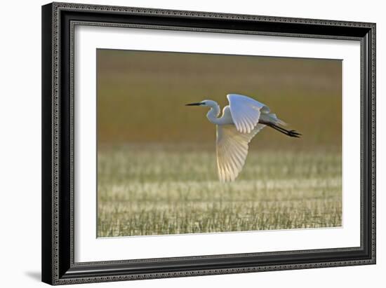 Great White Egret in Flight over Water Meadow-null-Framed Photographic Print