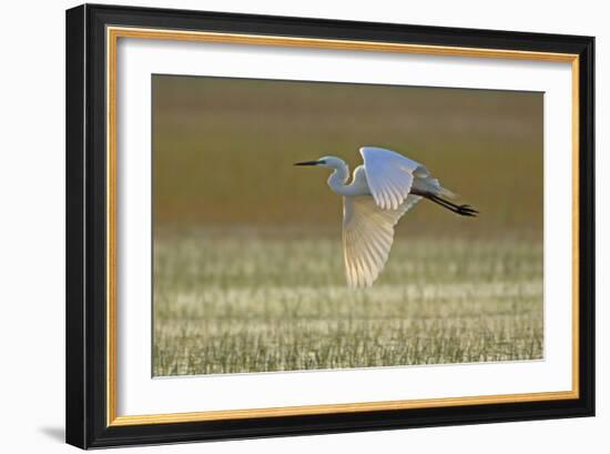 Great White Egret in Flight over Water Meadow-null-Framed Photographic Print