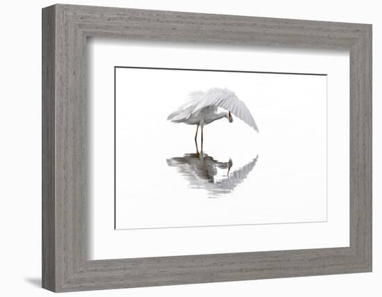 Great white egret preening feathers, France-Philippe Clement-Framed Photographic Print