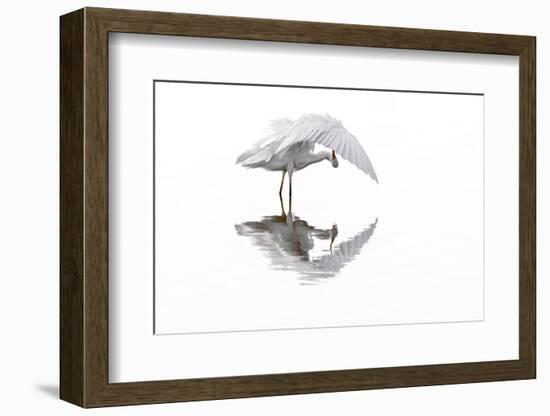 Great white egret preening feathers, France-Philippe Clement-Framed Photographic Print