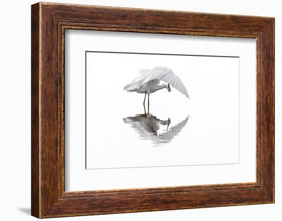 Great white egret preening feathers, France-Philippe Clement-Framed Photographic Print