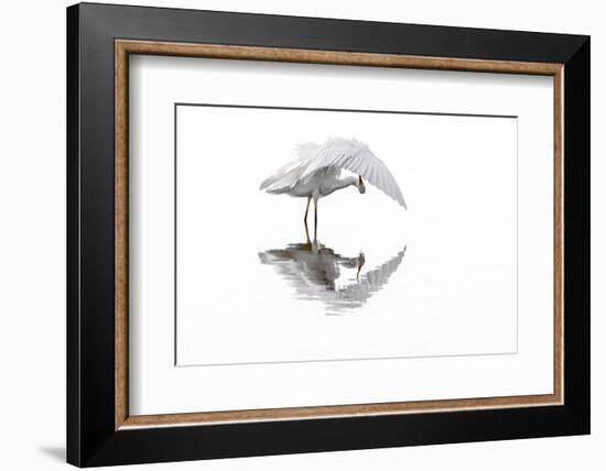 Great white egret preening feathers, France-Philippe Clement-Framed Photographic Print