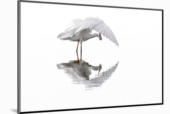 Great white egret preening feathers, France-Philippe Clement-Mounted Photographic Print