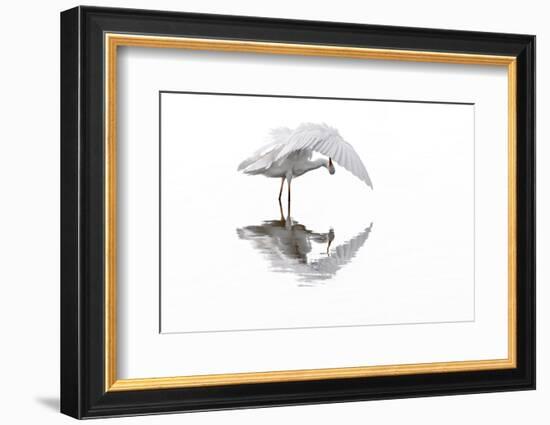 Great white egret preening feathers, France-Philippe Clement-Framed Photographic Print