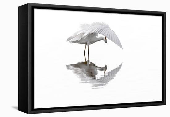 Great white egret preening feathers, France-Philippe Clement-Framed Premier Image Canvas