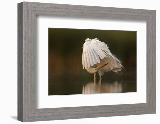 Great white egret preening, Valkenswaard, the Netherlands-David Pattyn-Framed Photographic Print