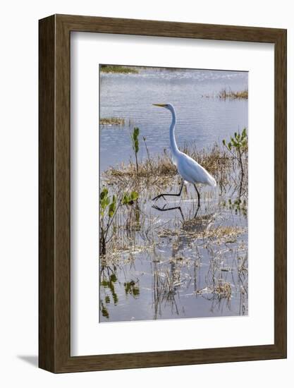 Great white egret wading, Merritt Island nature preserve, Florida, USA-Lisa Engelbrecht-Framed Photographic Print