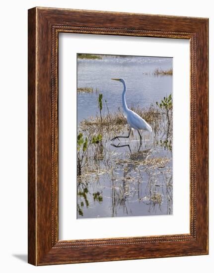 Great white egret wading, Merritt Island nature preserve, Florida, USA-Lisa Engelbrecht-Framed Photographic Print