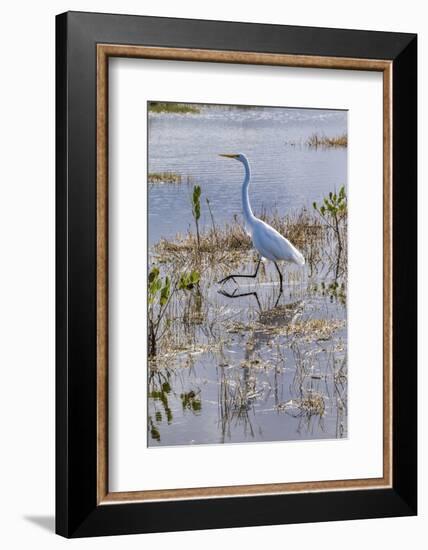 Great white egret wading, Merritt Island nature preserve, Florida, USA-Lisa Engelbrecht-Framed Photographic Print