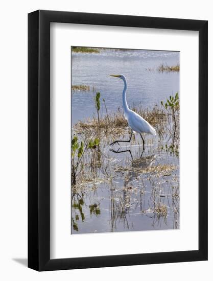 Great white egret wading, Merritt Island nature preserve, Florida, USA-Lisa Engelbrecht-Framed Photographic Print