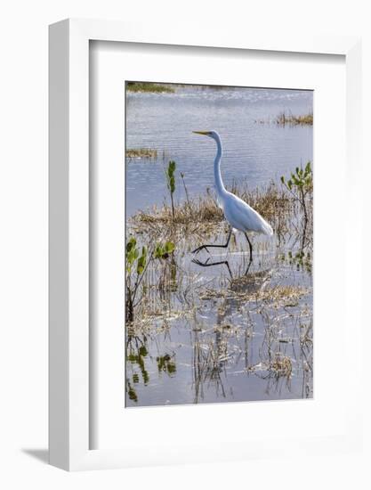 Great white egret wading, Merritt Island nature preserve, Florida, USA-Lisa Engelbrecht-Framed Photographic Print