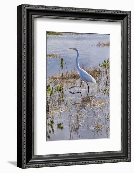 Great white egret wading, Merritt Island nature preserve, Florida, USA-Lisa Engelbrecht-Framed Photographic Print