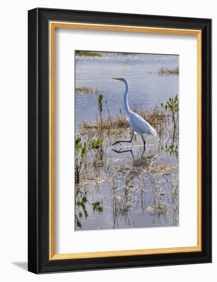 Great white egret wading, Merritt Island nature preserve, Florida, USA-Lisa Engelbrecht-Framed Photographic Print