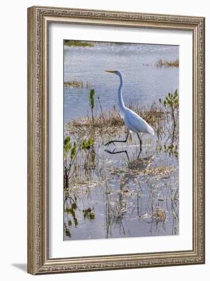 Great white egret wading, Merritt Island nature preserve, Florida, USA-Lisa Engelbrecht-Framed Photographic Print