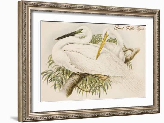 Great White Egret-John Gould-Framed Art Print