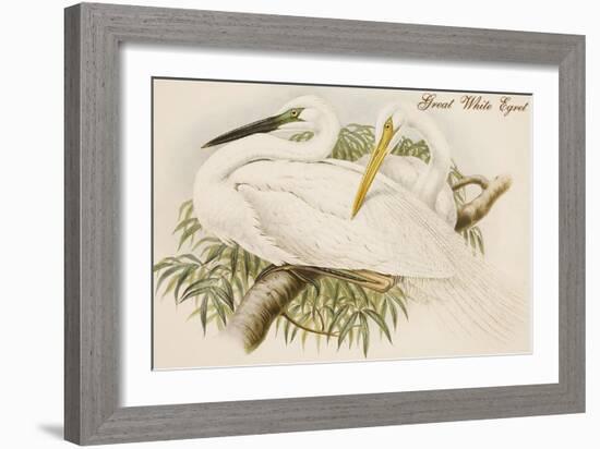 Great White Egret-John Gould-Framed Art Print