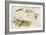 Great White Egret-John Gould-Framed Art Print