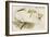 Great White Egret-John Gould-Framed Art Print