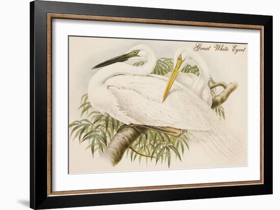 Great White Egret-John Gould-Framed Art Print