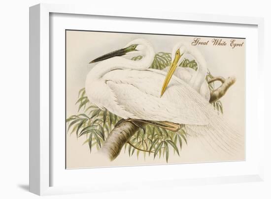 Great White Egret-John Gould-Framed Art Print