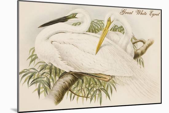 Great White Egret-John Gould-Mounted Art Print