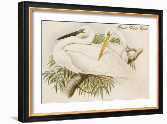 Great White Egret-John Gould-Framed Art Print