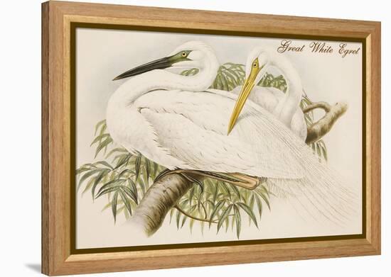 Great White Egret-John Gould-Framed Stretched Canvas