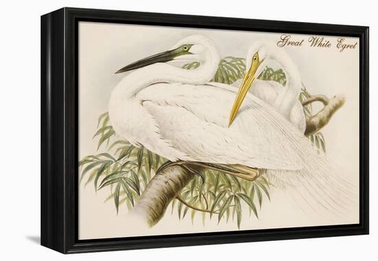 Great White Egret-John Gould-Framed Stretched Canvas