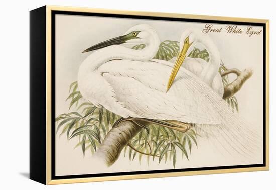 Great White Egret-John Gould-Framed Stretched Canvas