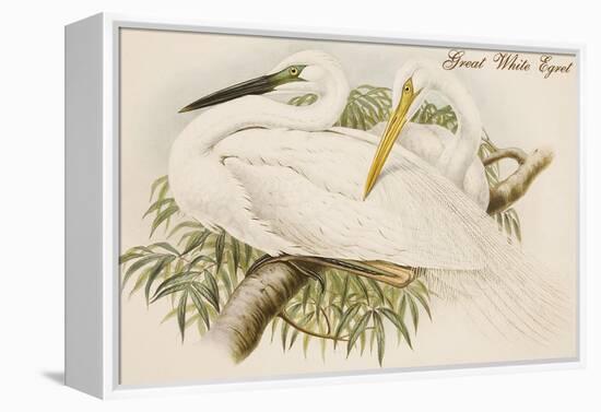 Great White Egret-John Gould-Framed Stretched Canvas