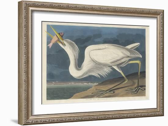 Great White Heron, 1835-John James Audubon-Framed Giclee Print