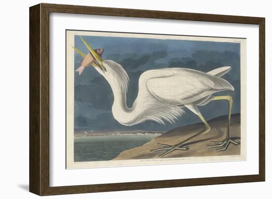 Great White Heron, 1835-John James Audubon-Framed Giclee Print